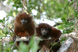 Rare Monkey Adapts to Fragmented Habitat by Dieting and Reducing Activity